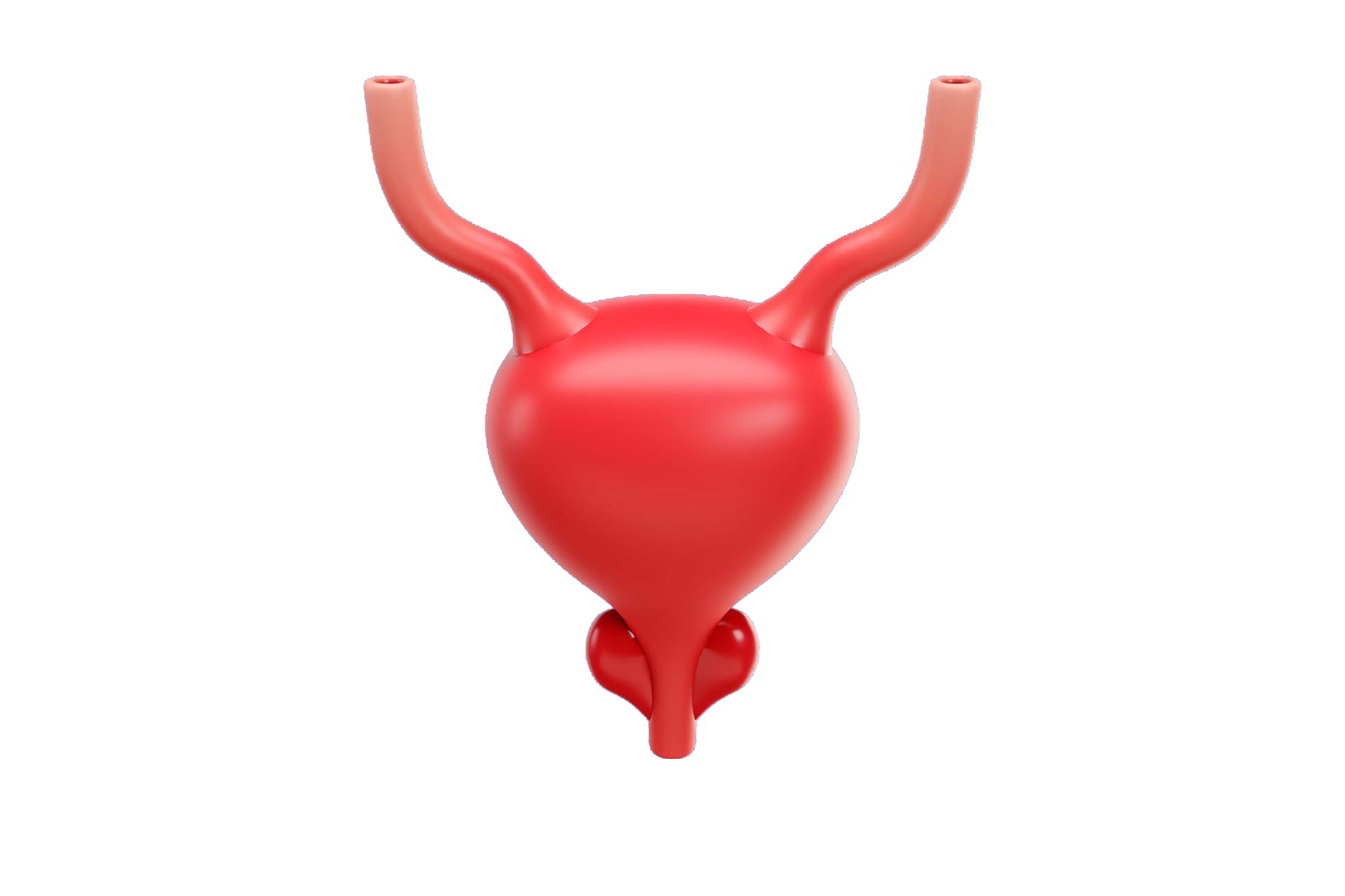 urologjia